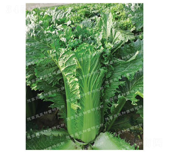 �F��309-��ײ˷N��-�¸�