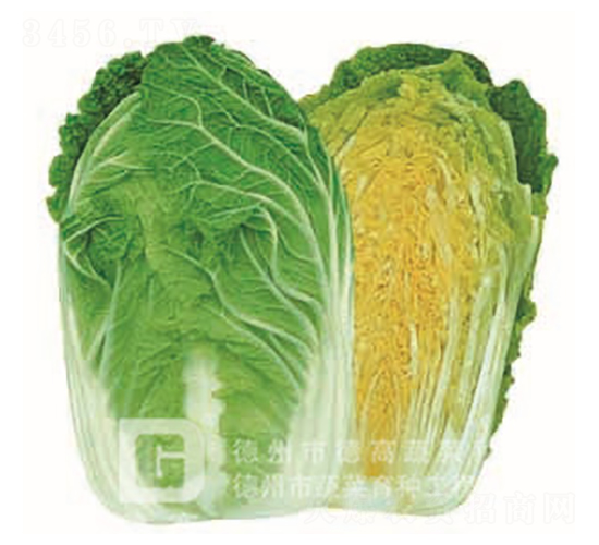 �S�İײ�-�S��-��ײ˷N��-�¸�