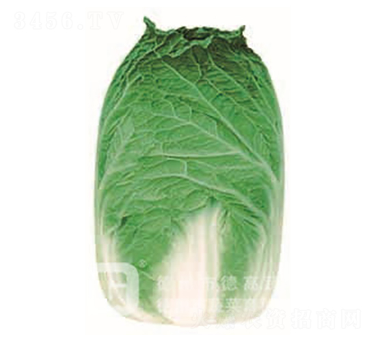 炮彈型白菜-百合-大白菜種子-德高