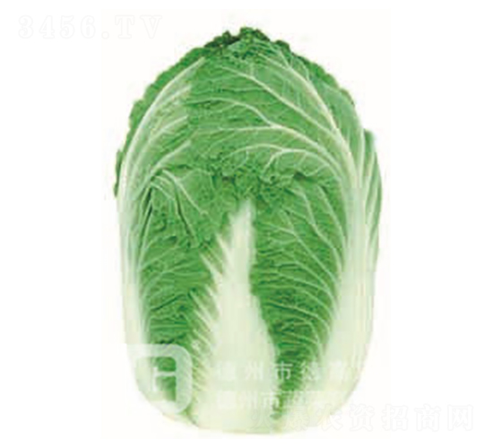 炮彈型白菜-百勝-大白菜種子-德高