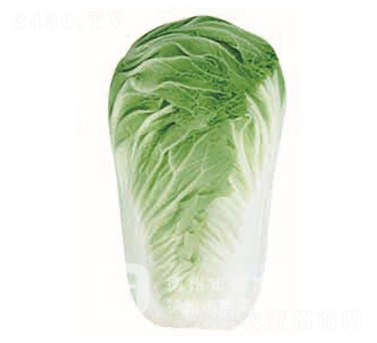 �¸�8̖-��ײ˷N��-�¸�