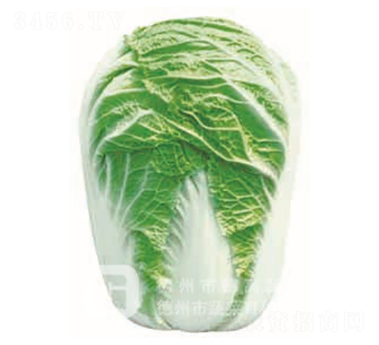 德高1號(hào)-大白菜種子-德高