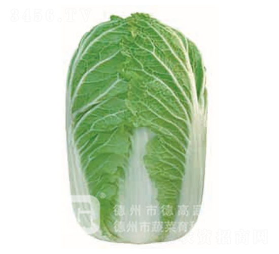 德高18-大白菜種子-德高