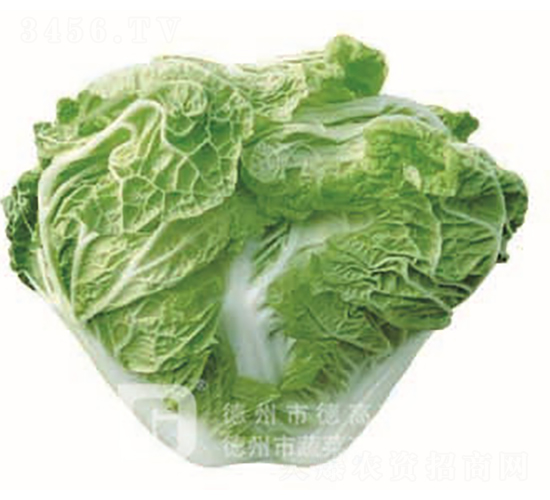 小包65-大白菜種子-德高
