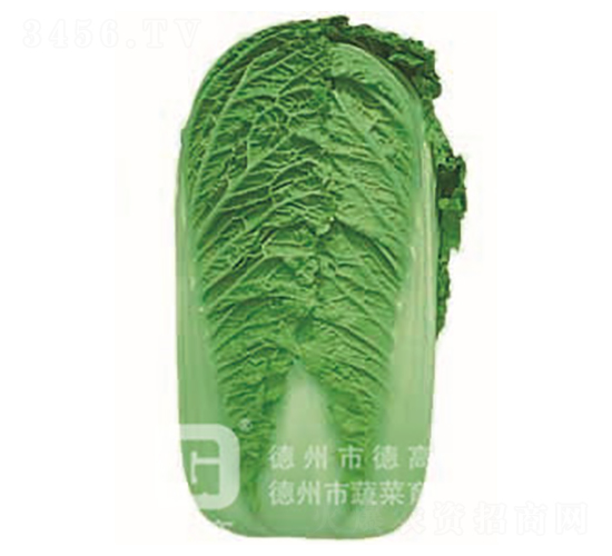 超綠先鋒-大白菜種子-德高