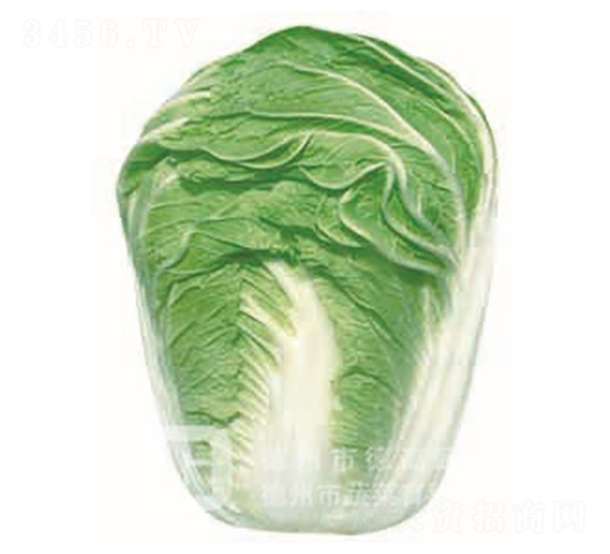 �p����̖(h��o)-��ײ˷N��-�¸�