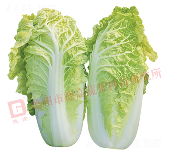 德高1443-大白菜種子-德高