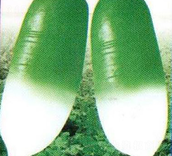 首爾-蘿卜種子-鑫園世家