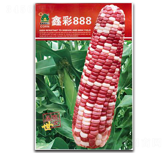 鑫彩888-玉米種子-鑫園世家