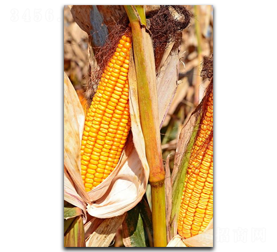 ¡��3̖(h��o)-���׷N��