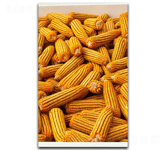 隆鑫2065-玉米種子