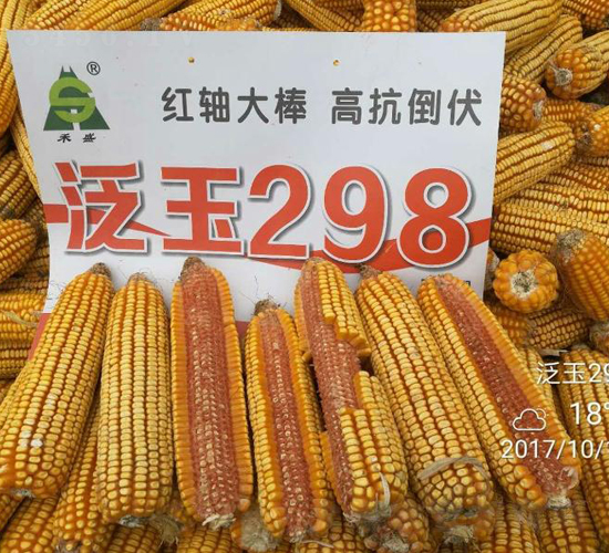 泛玉298-玉米種子