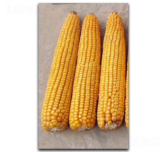 ¡�S5̖-���׷N��