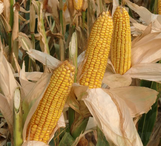 ����888-���׷N��