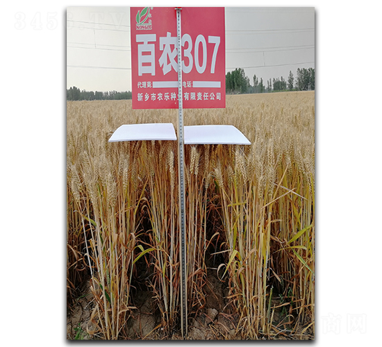 百農(nóng)307-小麥種子