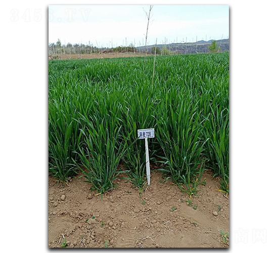 旱麥728-小麥種子