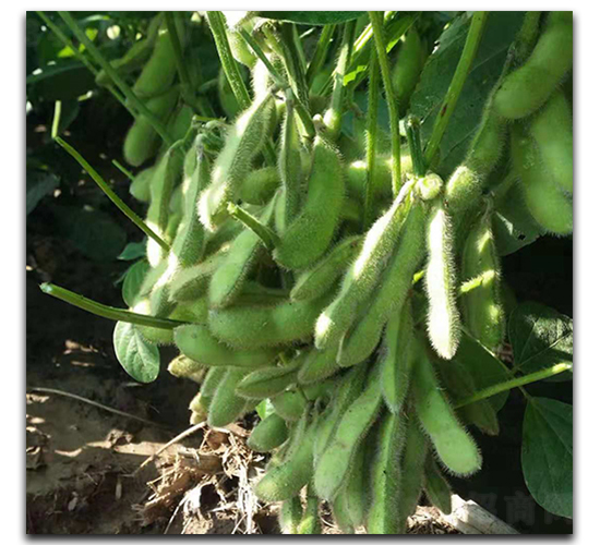 日本青-毛豆種子-茂華種業(yè)