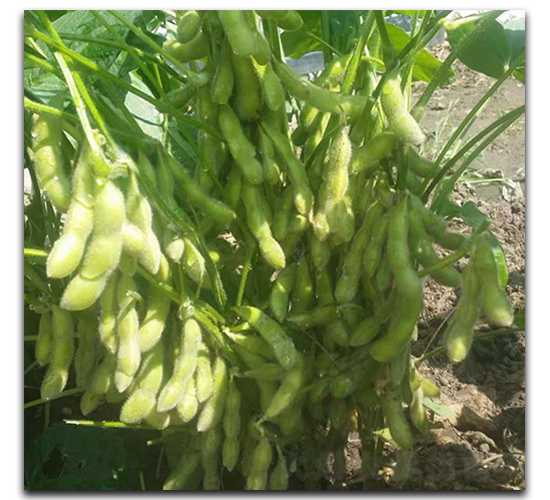 ���r��̖-ë���N��-ï�A�N�I(y��)