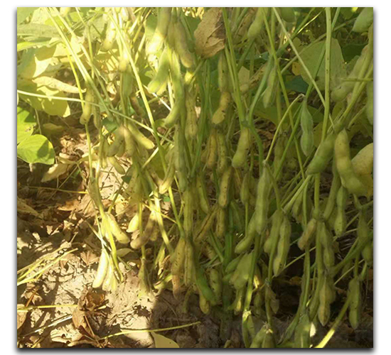 ����1̖(h��o)-ë���N��-ï�A�N�I(y��)