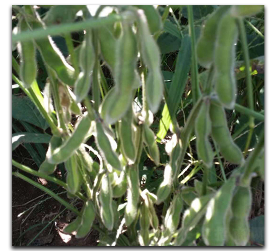 臺(tái)灣75-3-毛豆種子-茂華種業(yè)