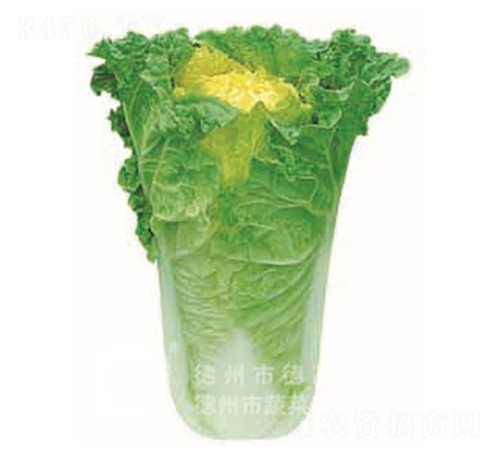 大皇白-黃心白菜種子-德高