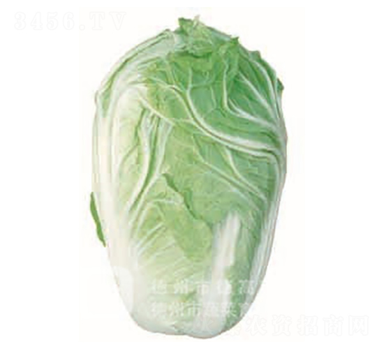 德高45-大白菜種子-德高