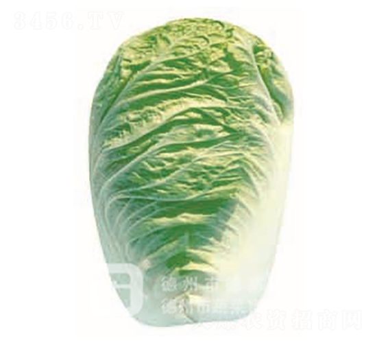 德陽01-大白菜種子-德高