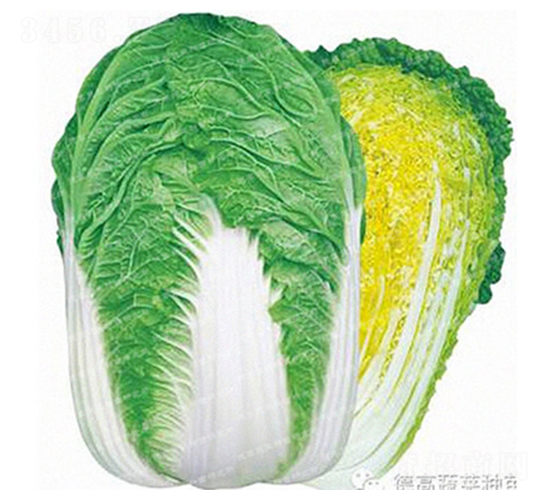 農(nóng)安27-大白菜種子-德高