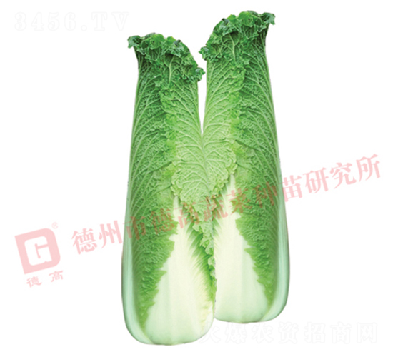 龍芽紹菜-德高S747-大白菜種子-德高