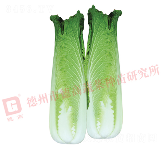 龍芽紹菜-紹菜18-大白菜種子-德高