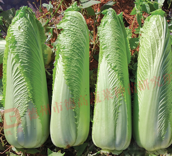 龍芽紹菜-龍福-大白菜種子-德高