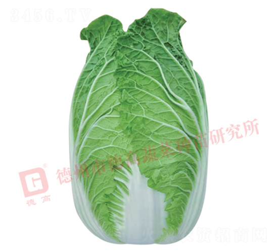 �����[���ײ�-CR1028-��ײ˷N��-�¸�