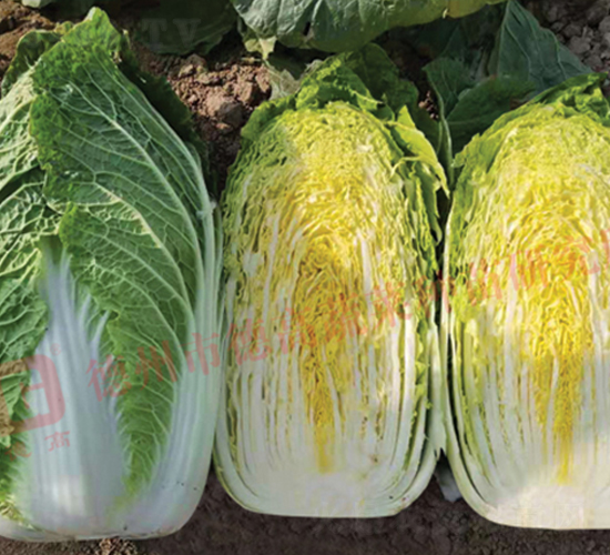 �����[���ײ�-CR1334-��ײ˷N��-�¸�