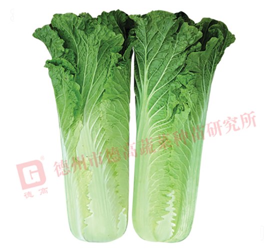 抗根腫病白菜-CR359-大白菜種子-德高