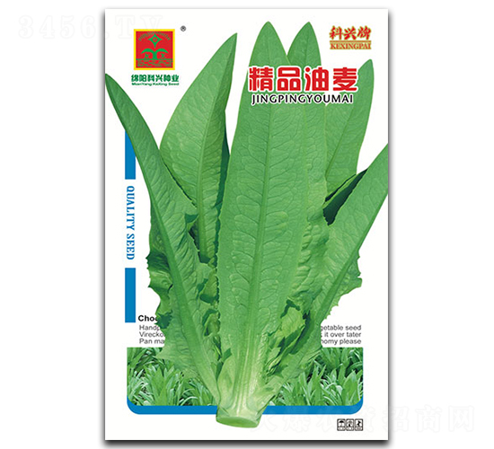 精品油麥菜-葉菜種子-科興種業(yè)