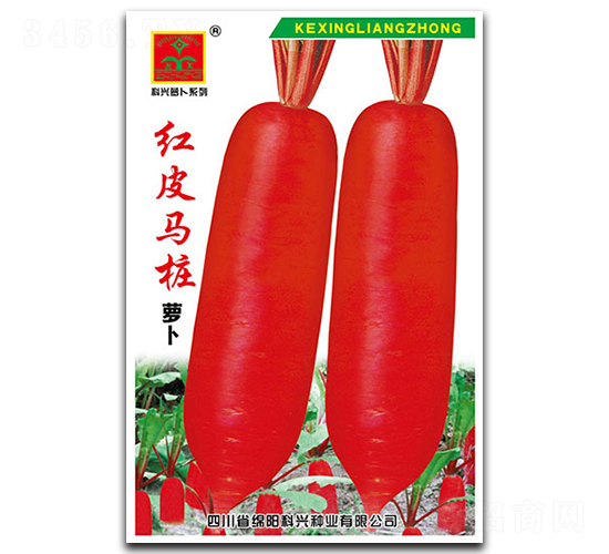 紅皮馬樁-蘿卜種子-科興種業(yè)
