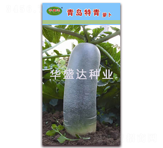 青島特青-蘿卜種子-華盛達(dá)