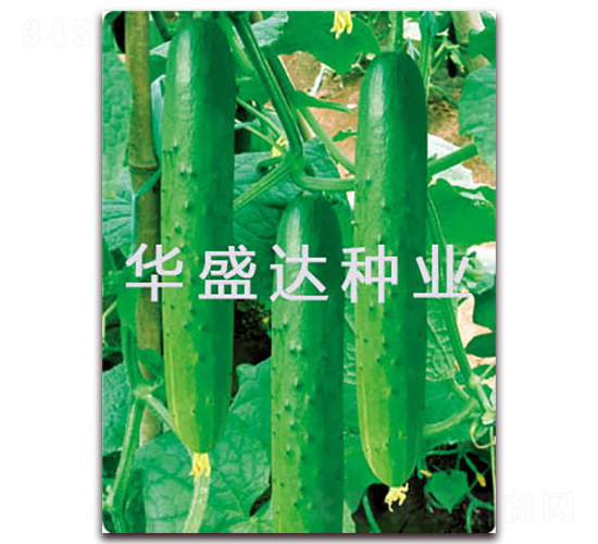 春秋節(jié)成-黃瓜種子-華盛達(dá)