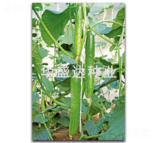 盛達(dá)C19-黃瓜種子-華盛達(dá)
