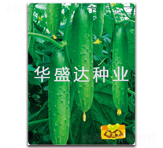 盛達2號-黃瓜種子-華盛達