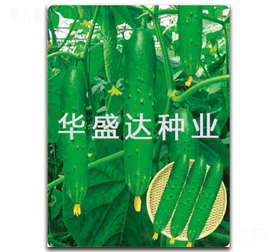 盛達3號-黃瓜種子-華盛達
