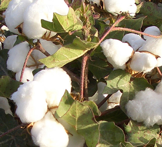 �����17̖-�޻��N��-��ʥ�̷N�I(y��)