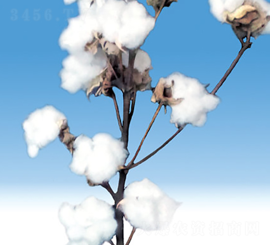 �º�39̖(h��o)-�޻��N��-��ʥ�̷N�I(y��)