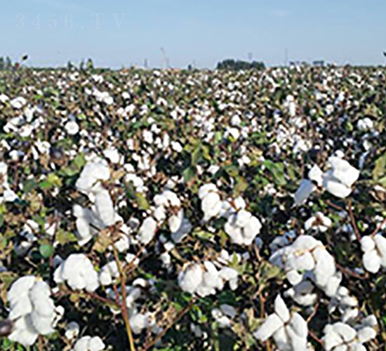 �����76̖-�޻��N��-��ʥ�̷N�I(y��)