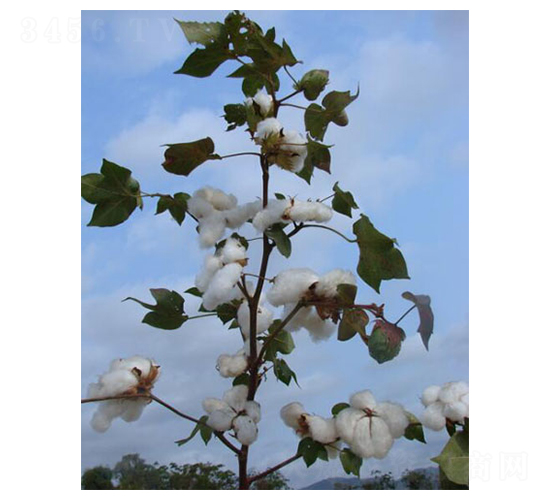 �����79̖(h��o)-�޻��N��-��ʥ�̷N�I(y��)