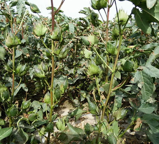 �º�56̖(h��o)-�޻��N��-��ʥ�̷N�I(y��)