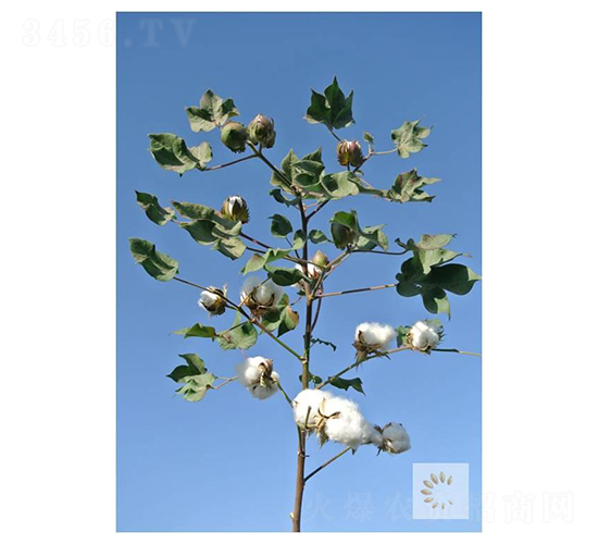 �����75̖-�޻��N��-��ʥ�̷N�I(y��)