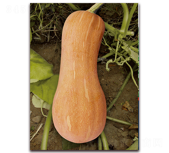 �ϻ��۱��Ϲϣ�1079��-�ϹϷN��-�����r(n��ng)