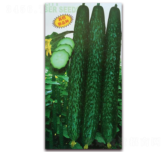夏燕黃瓜-黃瓜種子-金秋豐年