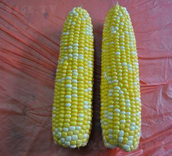 金玉甜三號-甜糯玉米種子-金秋豐年